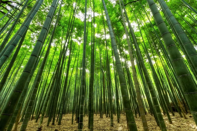 Bamboo Cutting Board